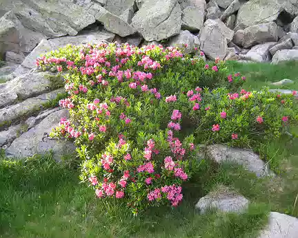 14 Rhododendrons en fleurs